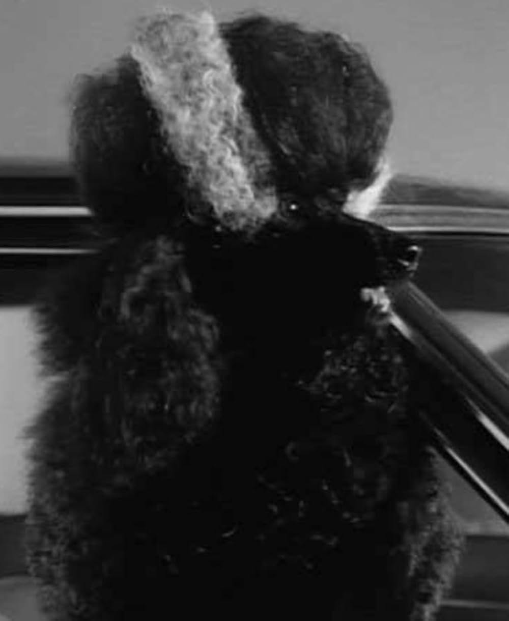 フランケンウィニーの画像