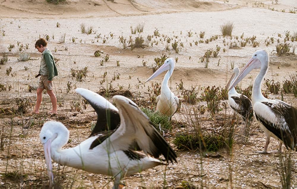Storm Boy（原題）の画像