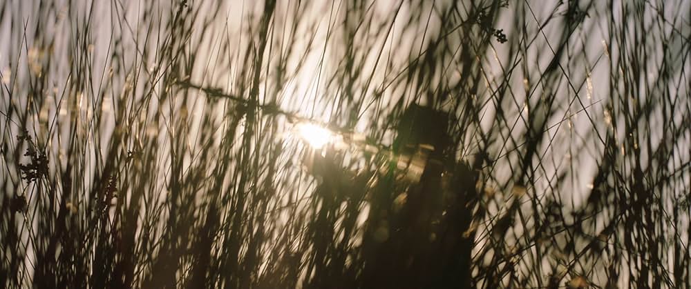 Storm Boy（原題）の画像