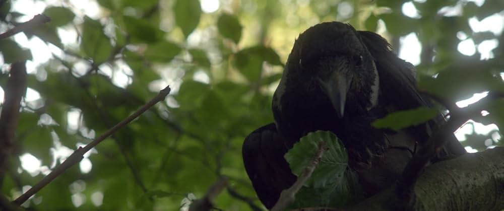 The Survivalist（原題）の画像