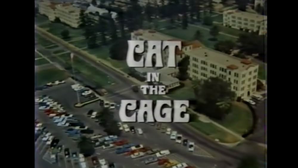 棲みついた猫の画像