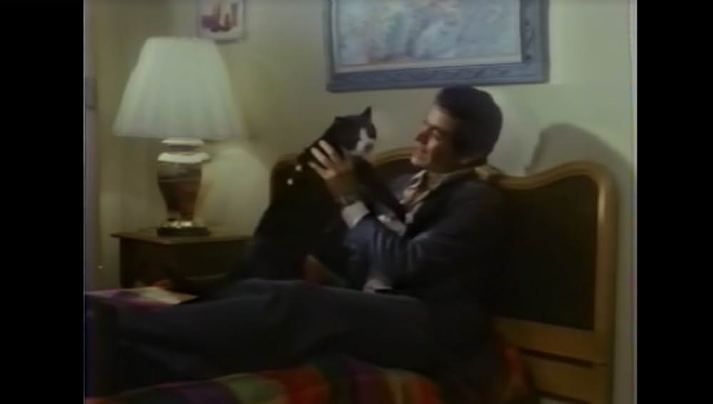 棲みついた猫の画像