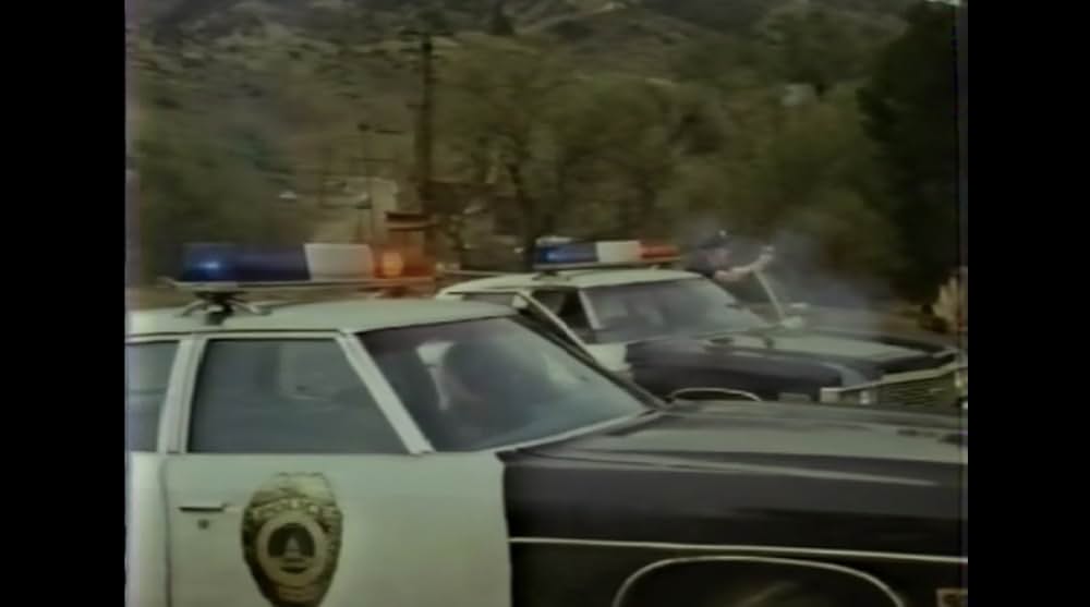 棲みついた猫の画像