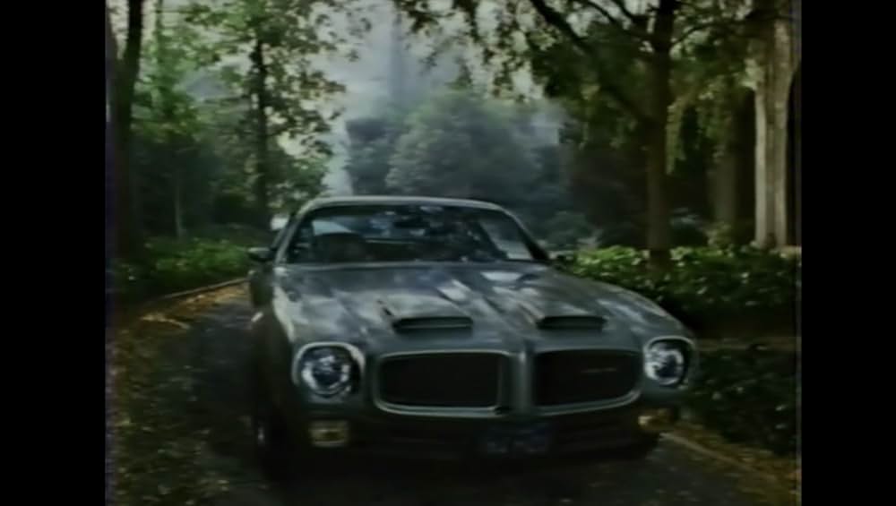 棲みついた猫の画像