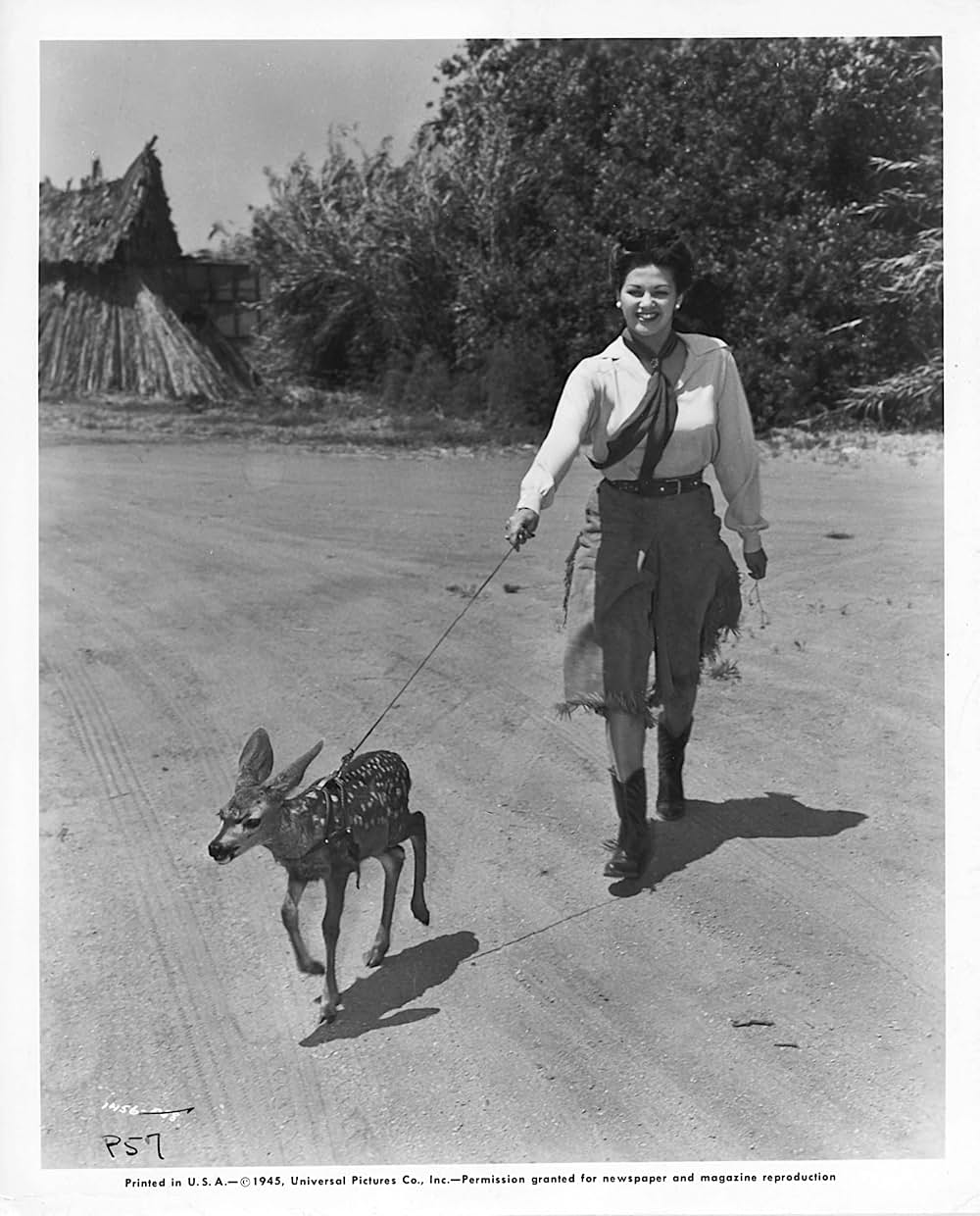 酒場の暴れ馬の画像