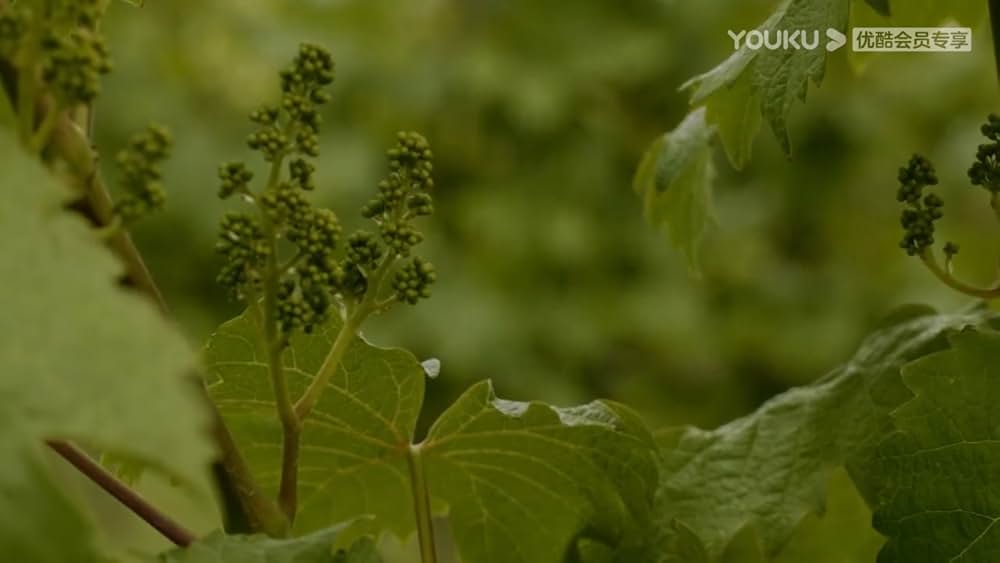 ウィットネス・プロテクションの画像