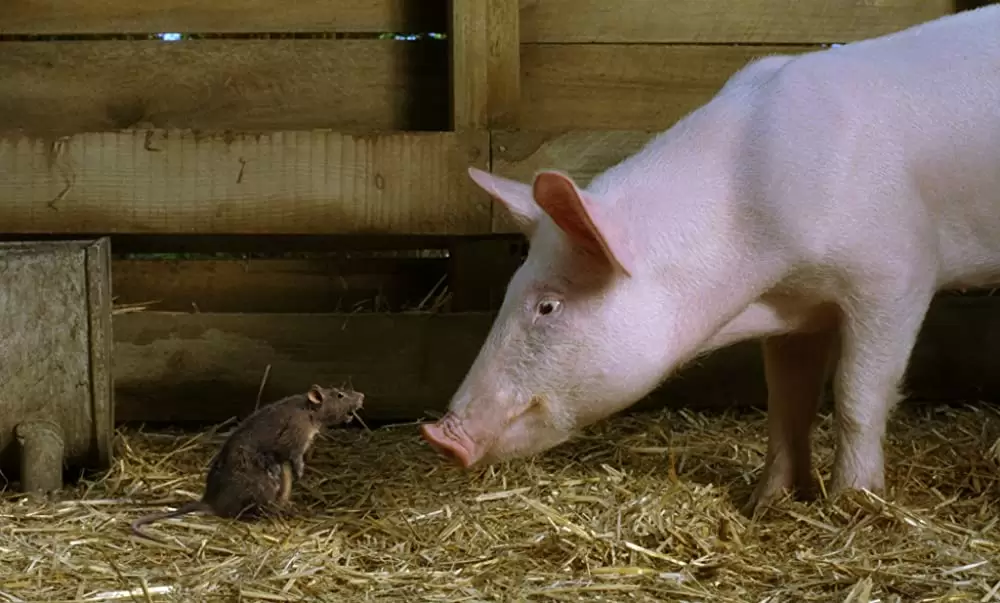 シャーロットのおくりものの画像