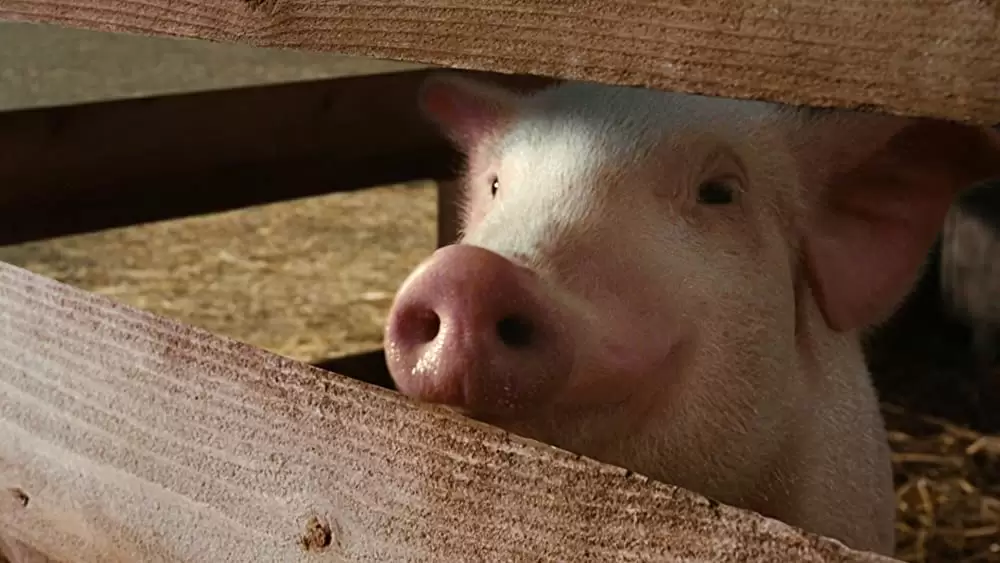 シャーロットのおくりものの画像