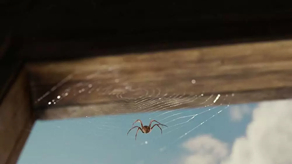 シャーロットのおくりものの画像