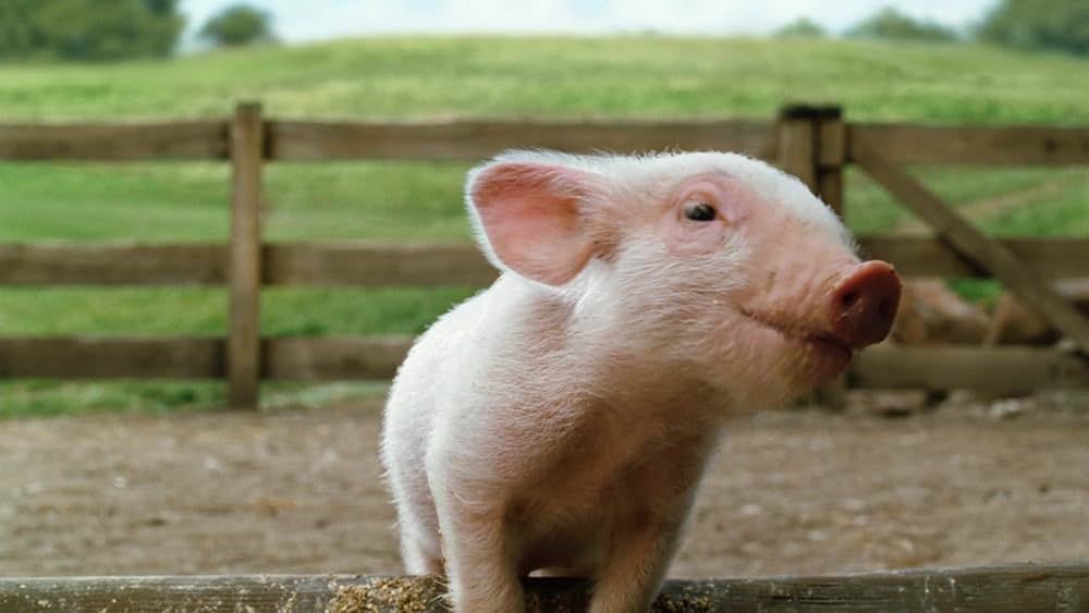 シャーロットのおくりものの画像