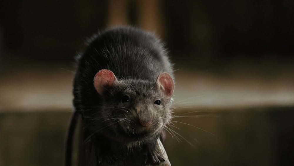 シャーロットのおくりものの画像