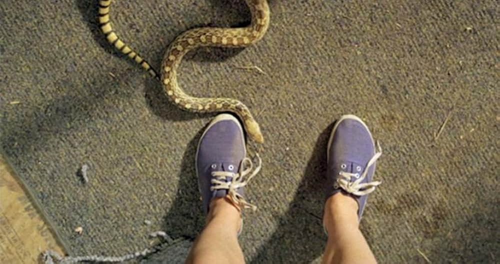 キングス・オブ・サマーの画像