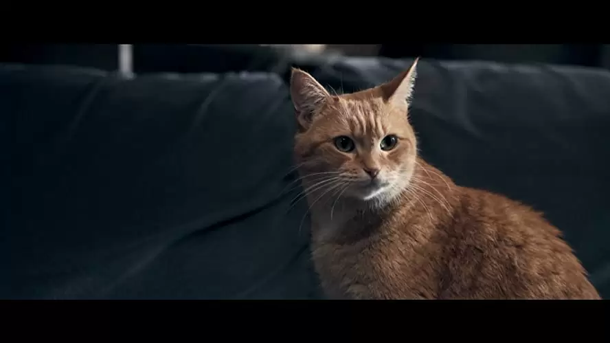 ボブという名の猫 幸せのハイタッチの画像