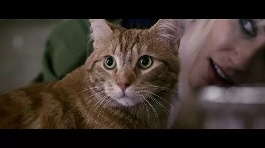 「ボブという名の猫 幸せのハイタッチ」ルタ・ゲドミンタスの画像