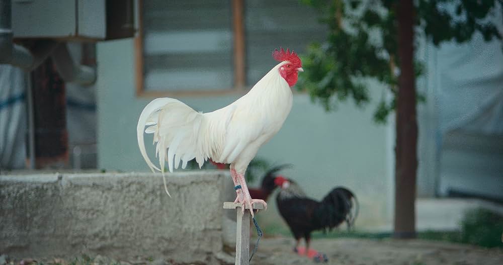 シカ・スバールの画像