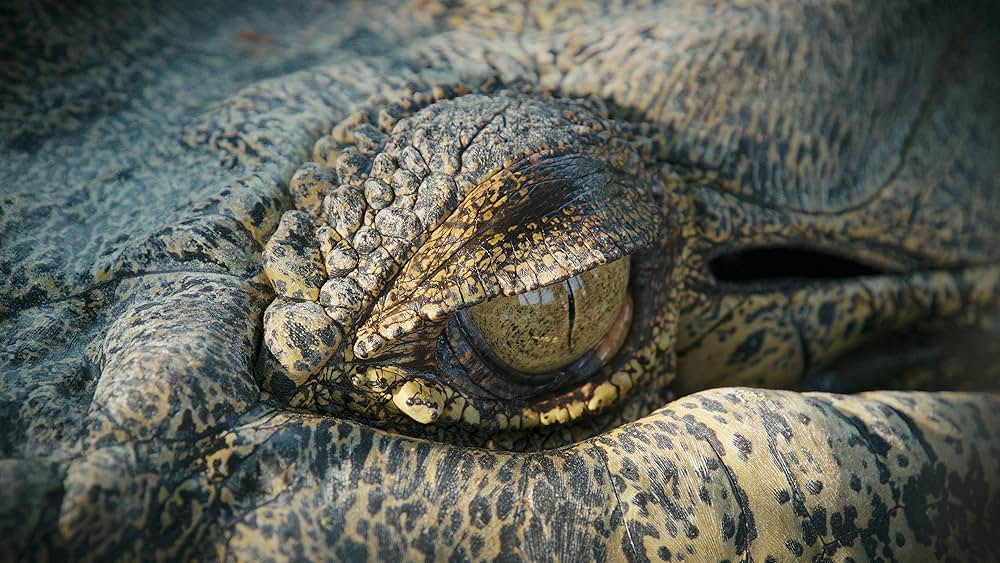 シカ・スバールの画像