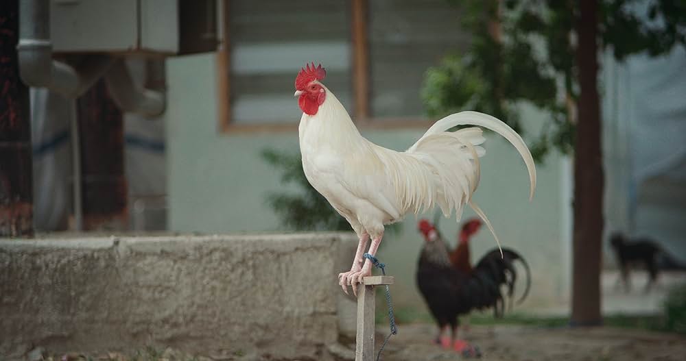 シカ・スバールの画像