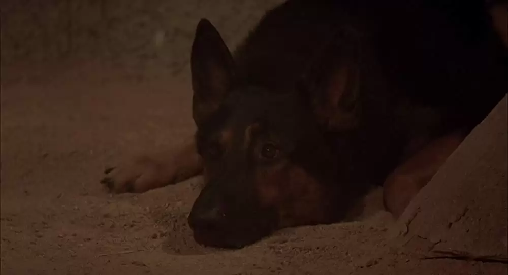 キックボクサーの画像