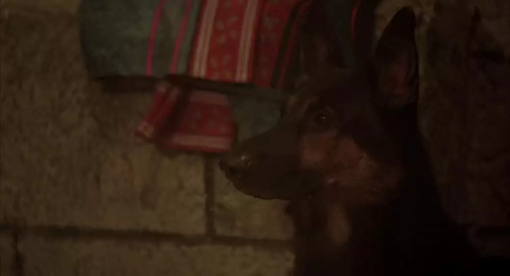 キックボクサーの画像