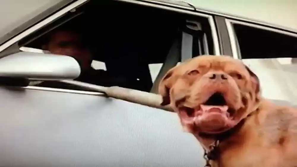 ターナー&フーチ／すてきな相棒の画像