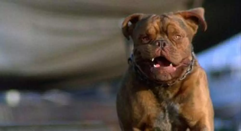 ターナー&フーチ／すてきな相棒の画像