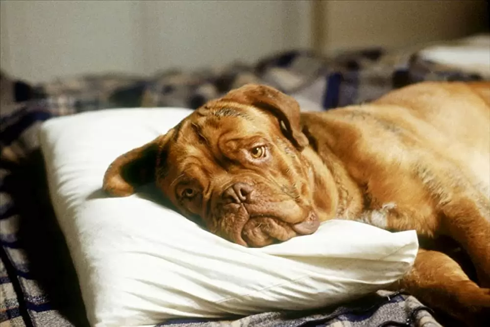 ターナー&フーチ／すてきな相棒の画像