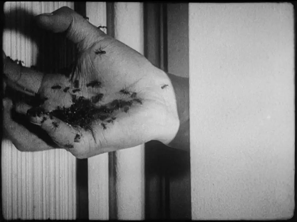 アンダルシアの犬の画像