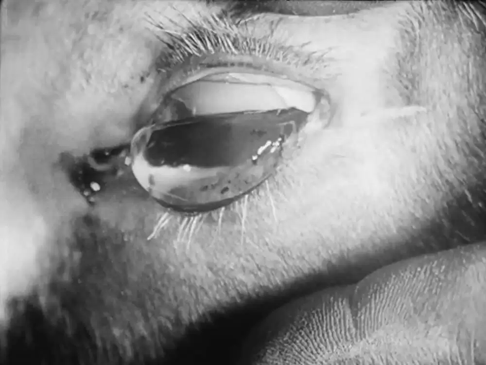 アンダルシアの犬の画像