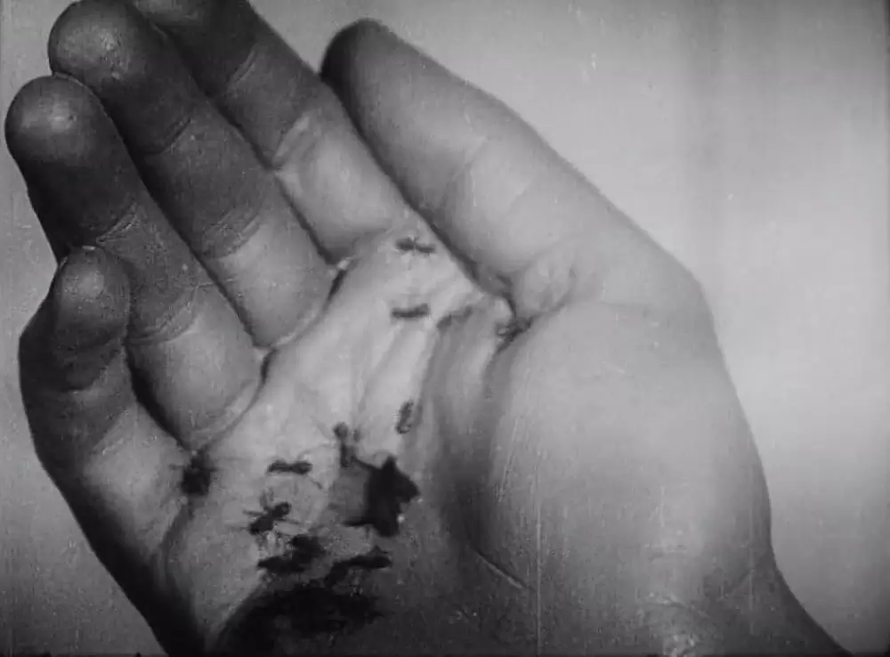 アンダルシアの犬の画像