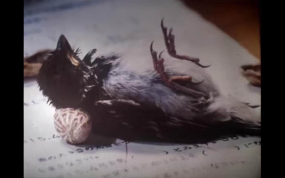 こむぎいろの天使 雀と少年の画像