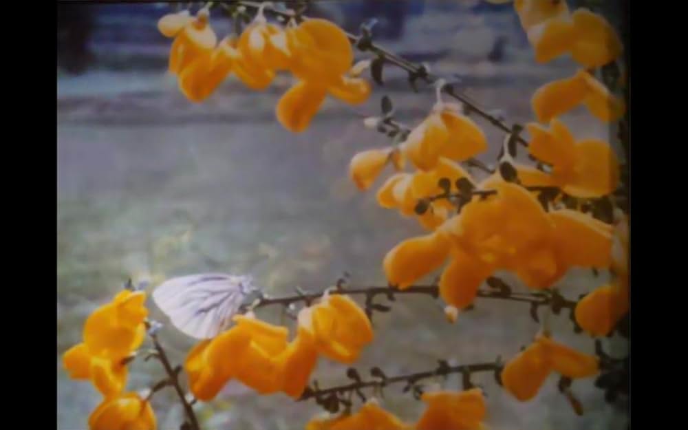 こむぎいろの天使 雀と少年の画像