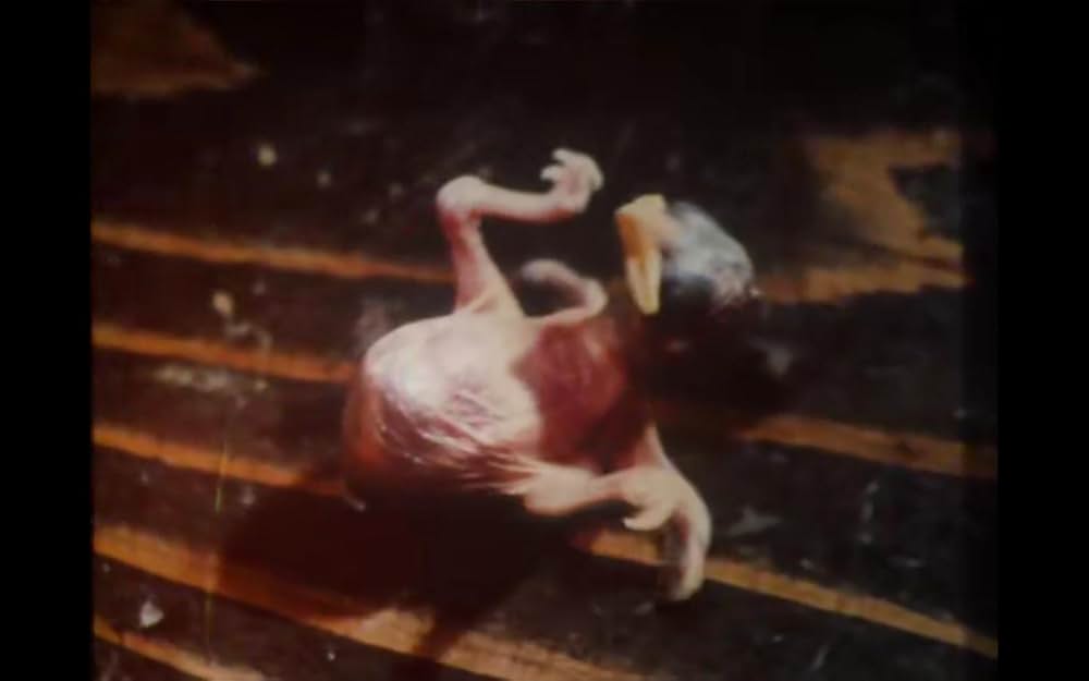 こむぎいろの天使 雀と少年の画像