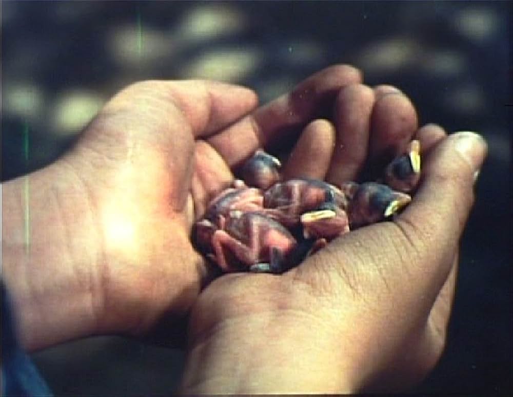 こむぎいろの天使 雀と少年の画像