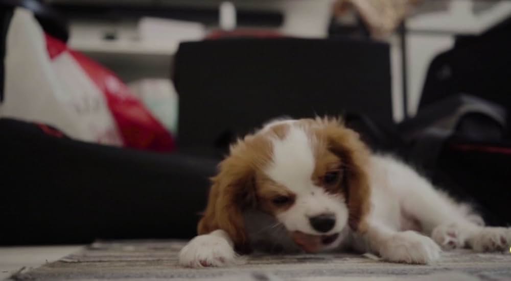 音鮫怪獣グラメタシャークの画像