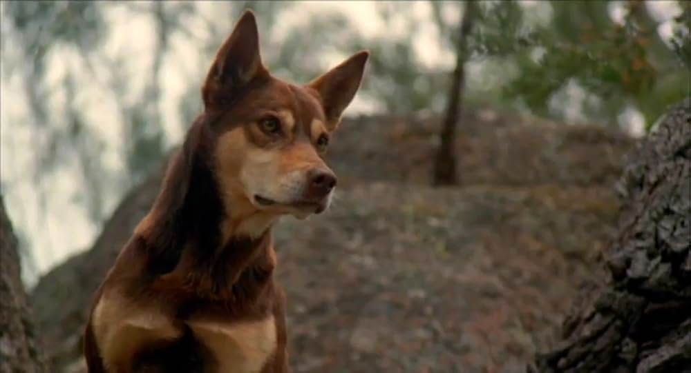 マンガニーニの画像