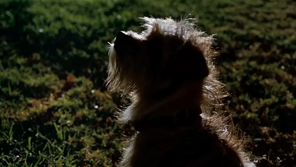 スポーンの画像