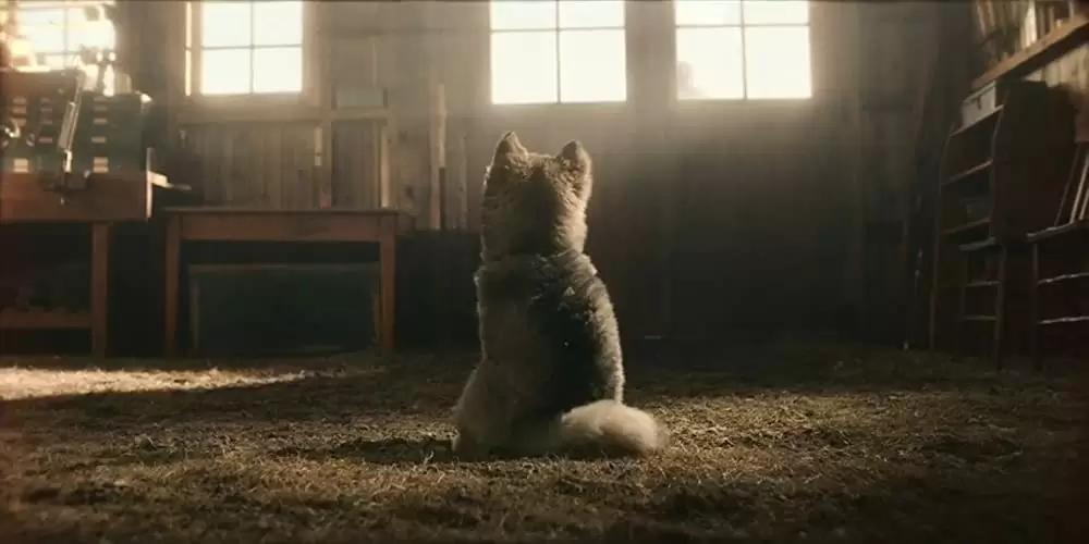 「トーゴー」の画像