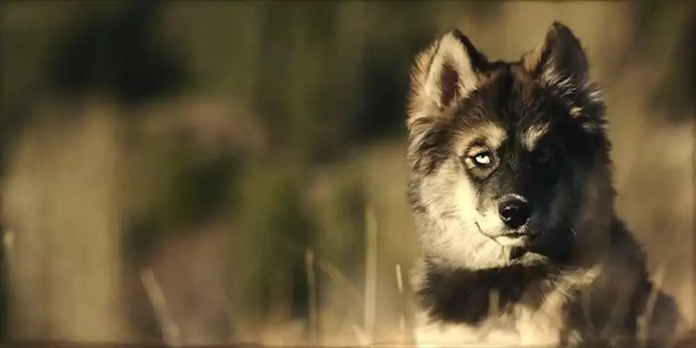 「トーゴー」の画像