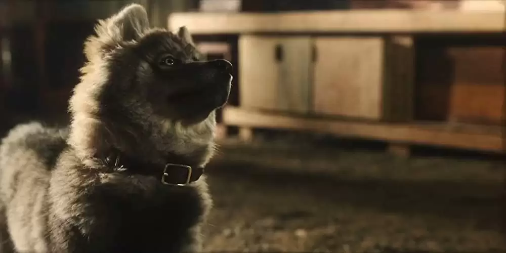 「トーゴー」の画像