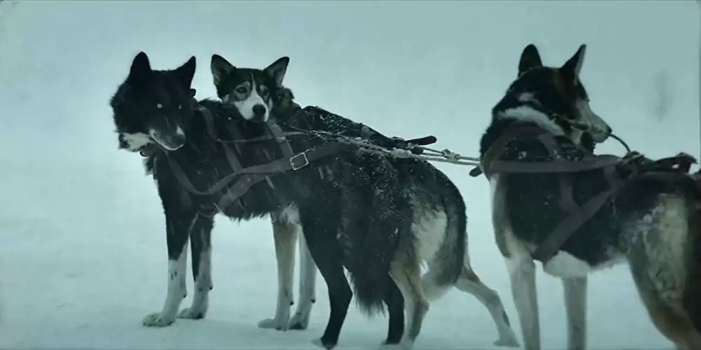 「トーゴー」の画像