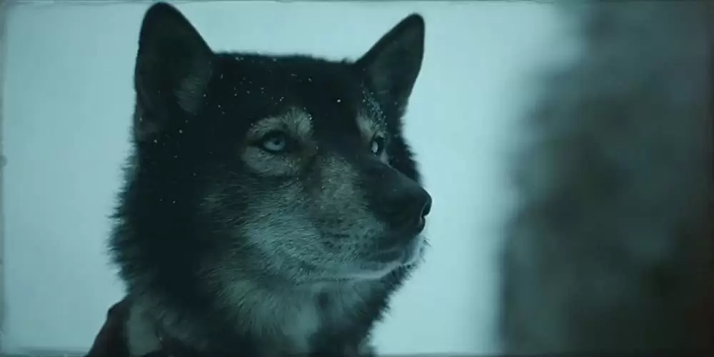 「トーゴー」の画像