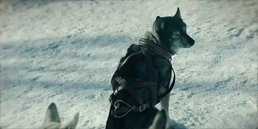 「トーゴー」の画像