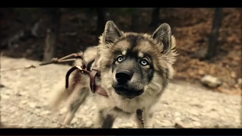 「トーゴー」の画像