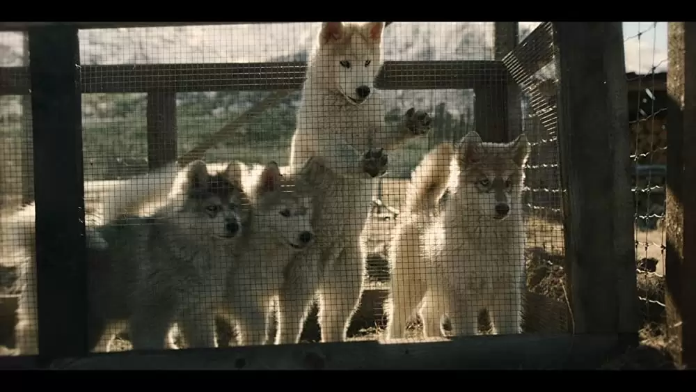 「トーゴー」の画像