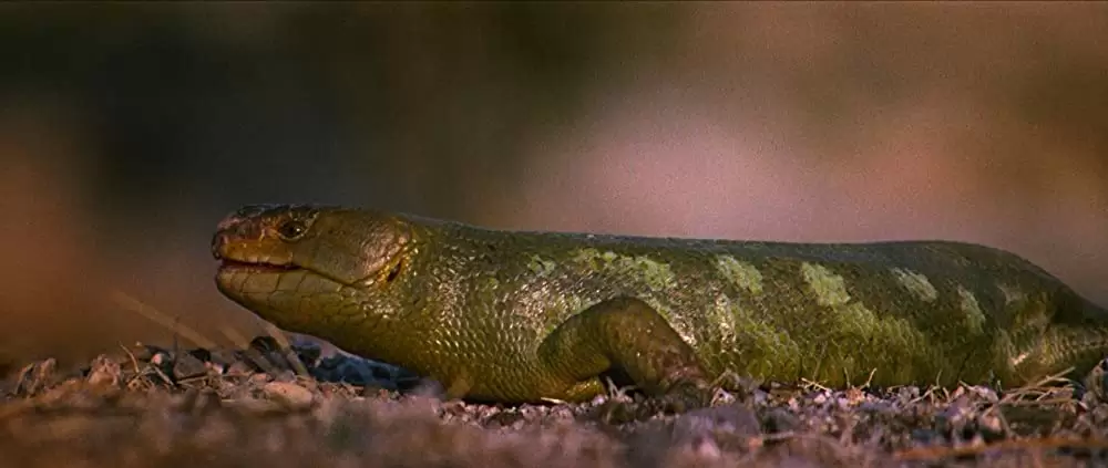 ドアーズの画像