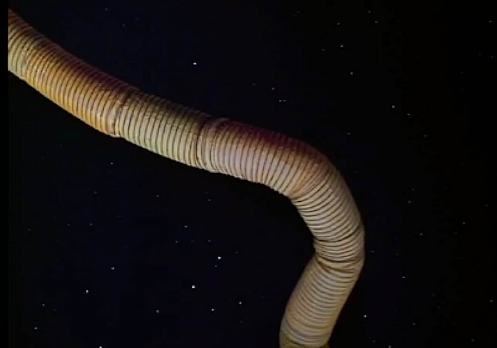 SFスターフライトIの画像