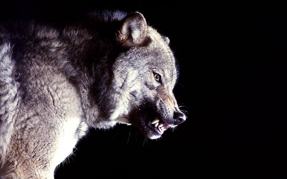 Horsehead（原題）の画像