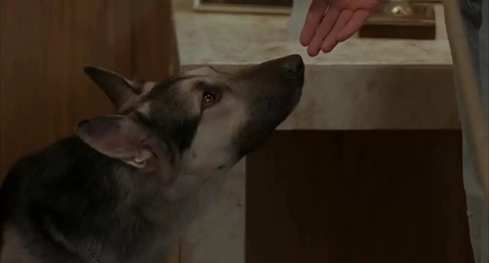 ブラッド・シンプルの画像