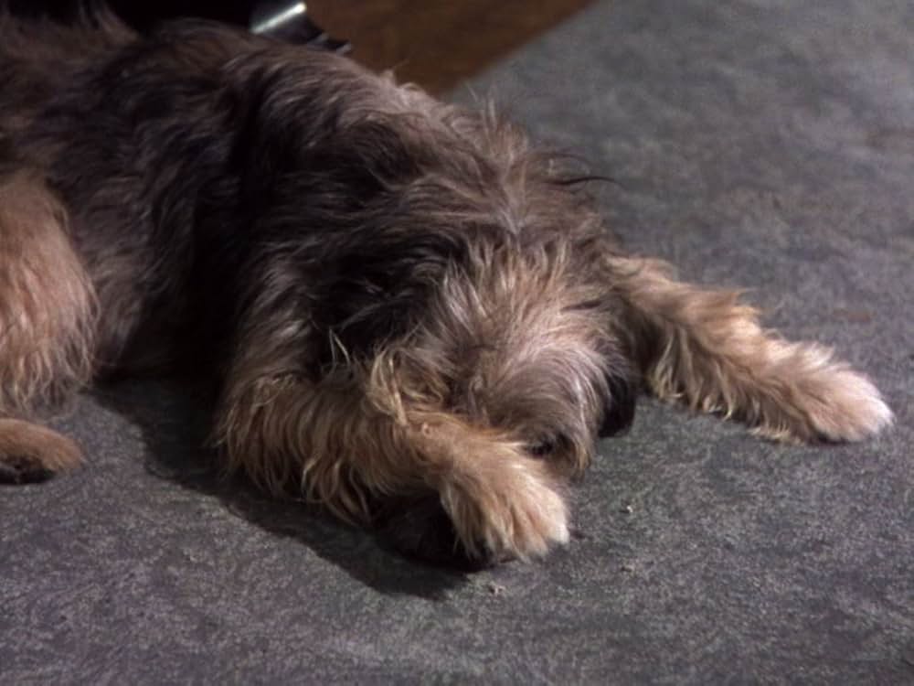 ドクターTの5000本の指の画像