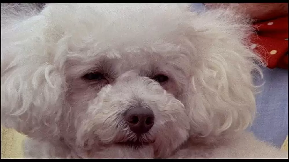 「メイフィールドの怪人たち」の画像